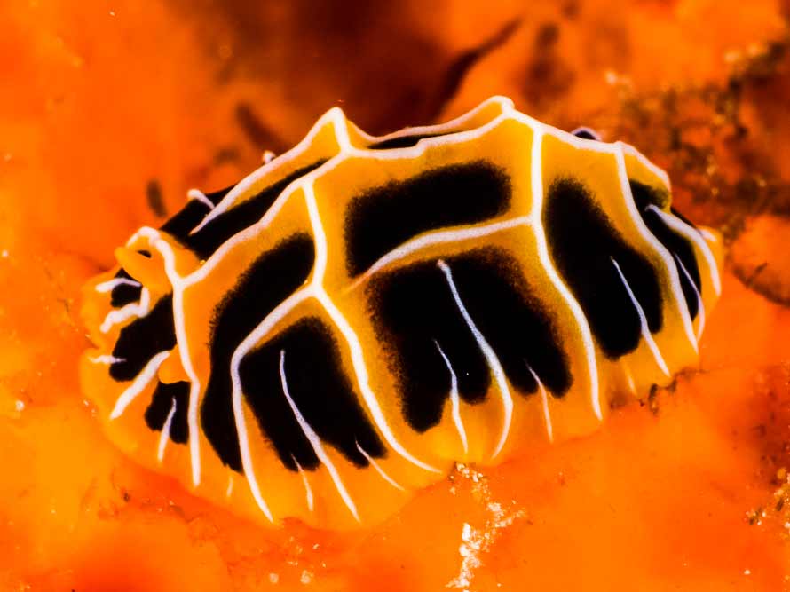 Reticulidia halgerda